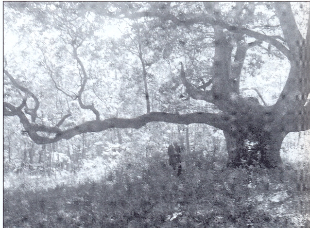 banyafa
