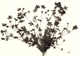 vm_004_noveny15